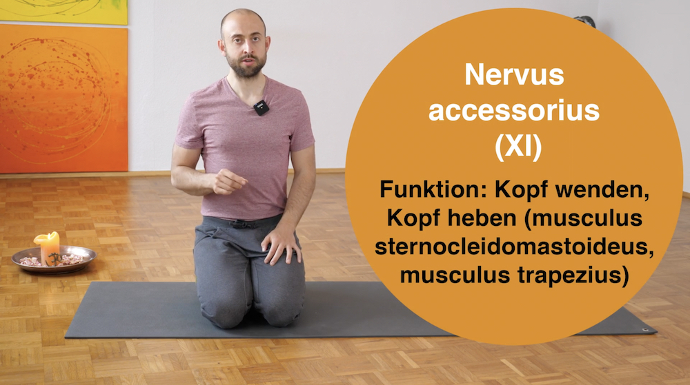 Online Kurs Entspannung, Online Entspannung lernen, Online Kurs Verspannungen lösen, Online Kurs Spannungen abbauen, Parasympathikus aktivieren, Regeneration, Erholung, neurogenes Zittern